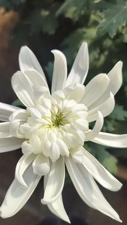 江苏黄白菊鲜花基地直发全国花店零售批发团购，水养鲜切花