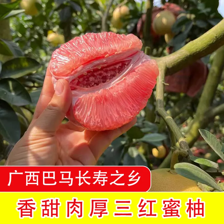 【顺丰快递】广西巴马三红蜜柚5/9斤礼盒中秋节送礼必备