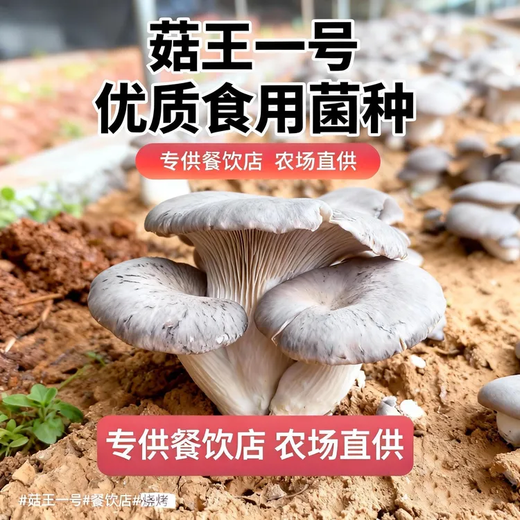 麒麟菇农场种殖香甜可口酒楼，家用