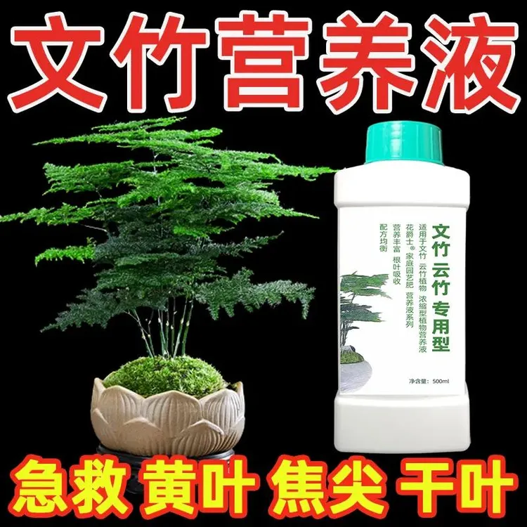 文竹专用营养液云竹黄叶肥料专用肥文竹发黄叶子干枯掉叶怎么办
