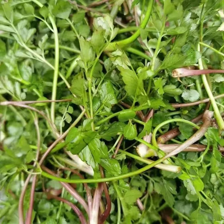 芹菜贵州野芹菜细叶芹菜红根芹菜现摘现发泡沫箱加冰袋发货