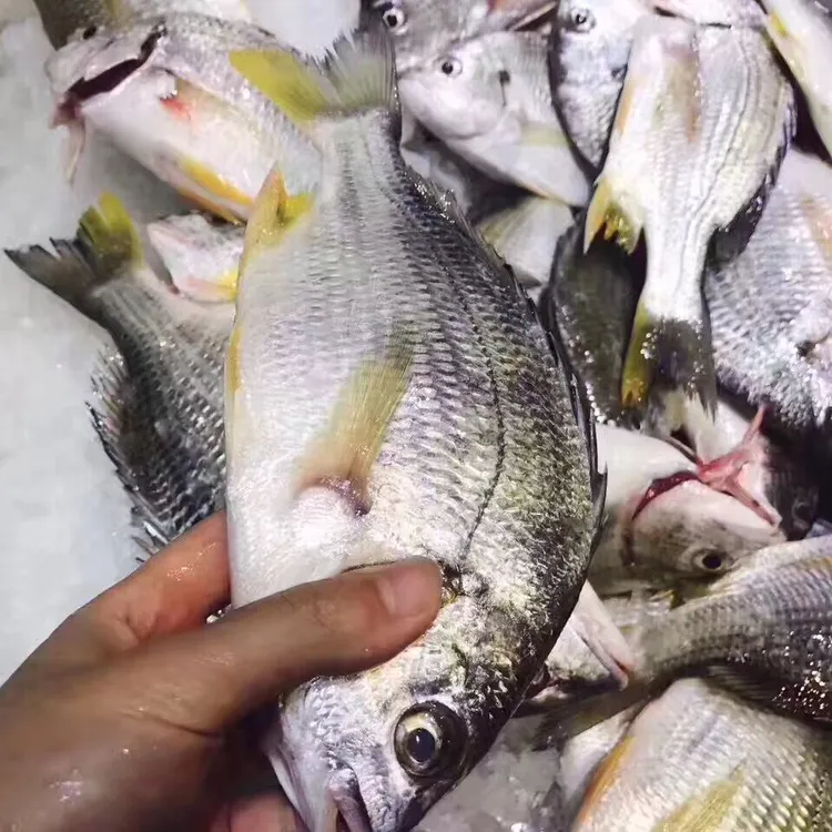 【顺丰包邮】3斤福建东山海捕速冻锁鲜黄翅鱼200-300克/条