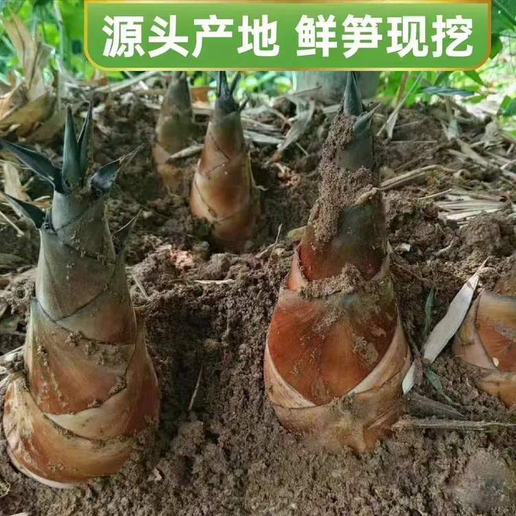 【顺丰冷链】云南普洱新鲜现挖甜笋丨可生吃可煲汤[芸野鲜行]