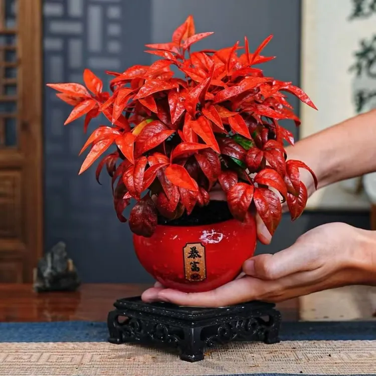 （越冷越红年宵花）耐寒又好看的火焰南天竹年宵花室内盆栽植物