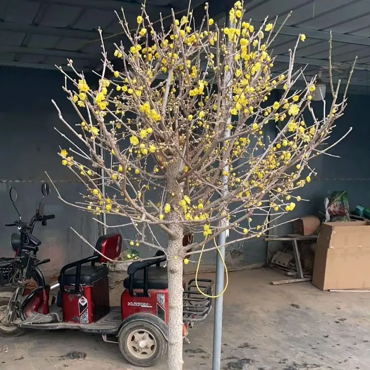 黄色重瓣浓香型腊梅树苗冬季耐寒可盆栽地栽花卉