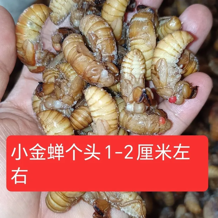 云南新鲜鲜活冷冻知了猴当季新鲜知了猴金蝉2025年新蝉蛹爬叉猴