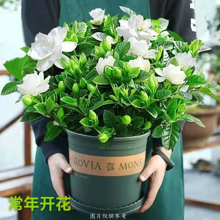 【加大盆重瓣栀子花】丛生香水盆栽花卉植物室内带花苞大苗四季好养