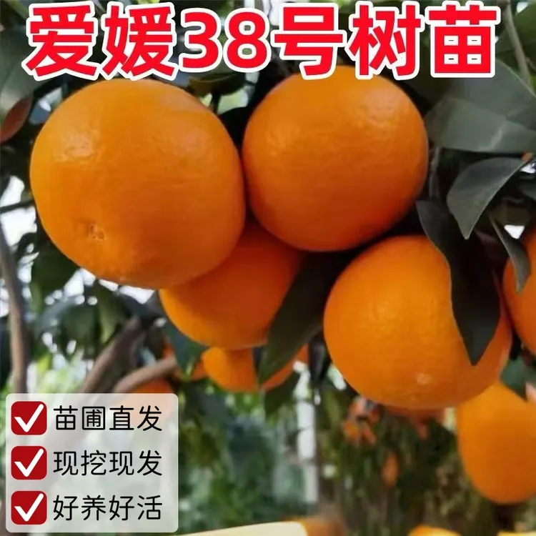 早熟爱媛38号28号果冻橙子树苗嫁接苗红美人柑橘树苗当年结果地栽