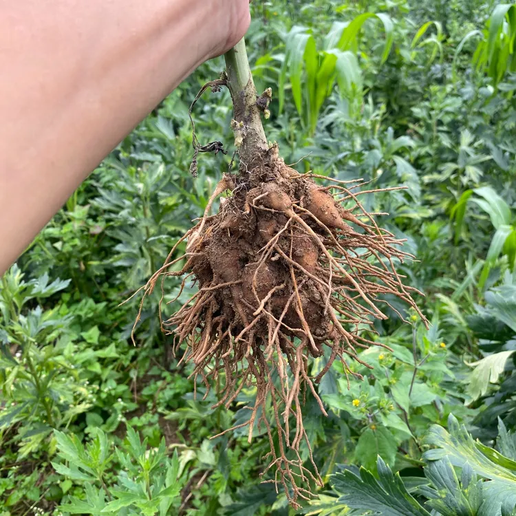 新鲜现挖现发付生泥附子片种球川乌头种苗乌头蜜原料