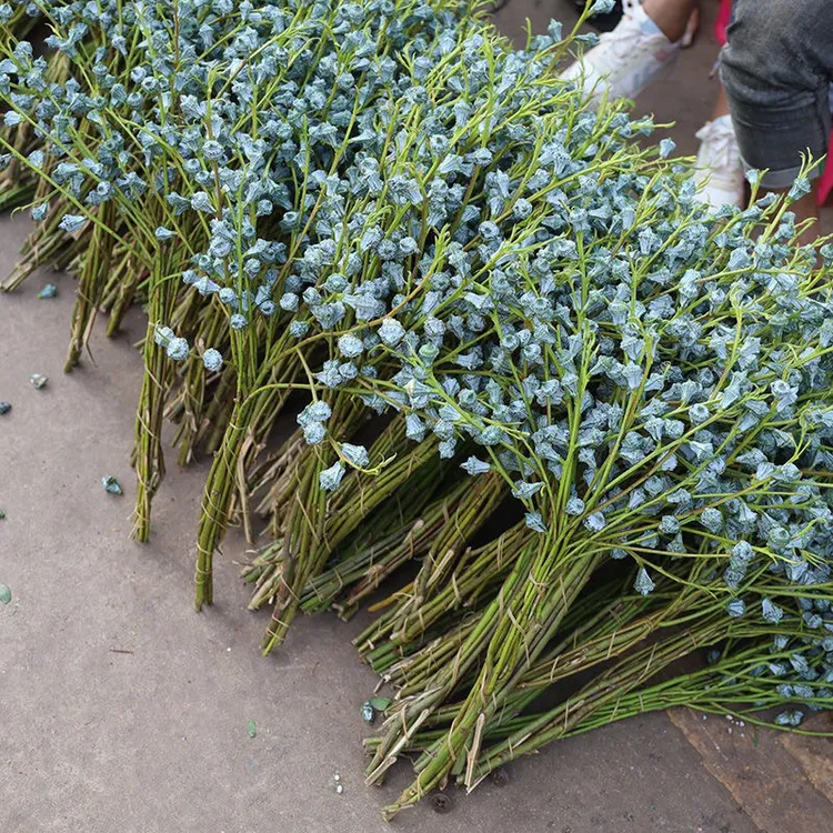 包邮特大新鲜采摘尤加利果可做干花清香好养家庭花店花材