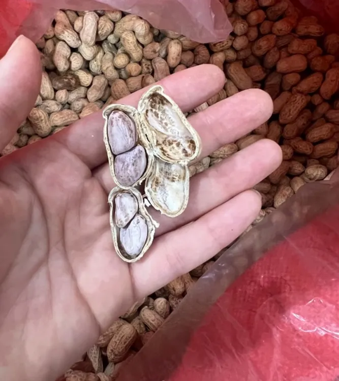 阿妹糕推荐水煮日晒花生