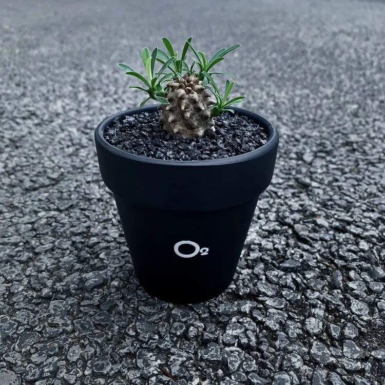 峨眉山多肉块根植物小菠萝盆栽铁甲麒麟大戟科室内办公室桌面绿植