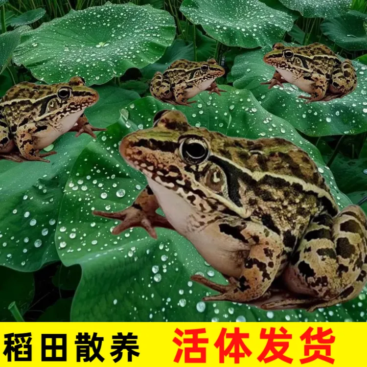 活蛙、稻田散养包活到家（包邮）
