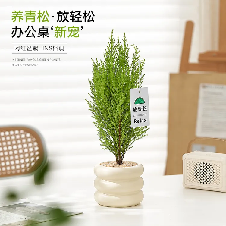 放青松香松盆栽办公室内桌面工位绿植小雾松四季常青圣诞树淡香味