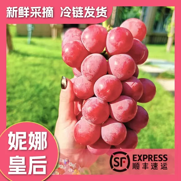 正宗妮娜皇后葡萄【二级果】鲜摘现发水果礼盒红纯甜无酸顺丰包邮