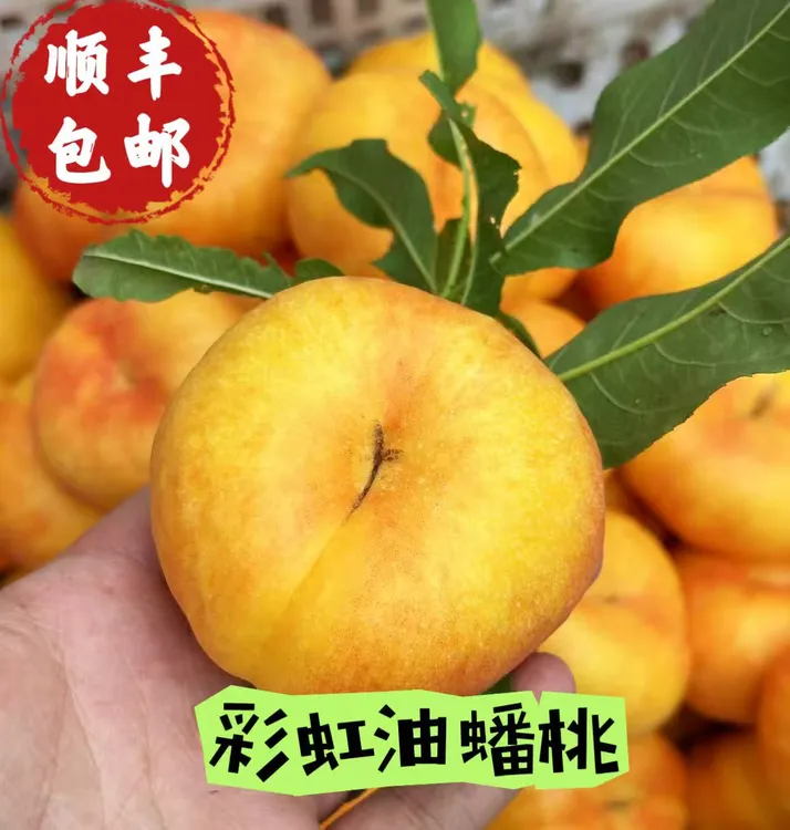 【顺丰包邮】彩虹油蟠桃4斤皮薄肉厚脆甜多汁新鲜水果产地直发