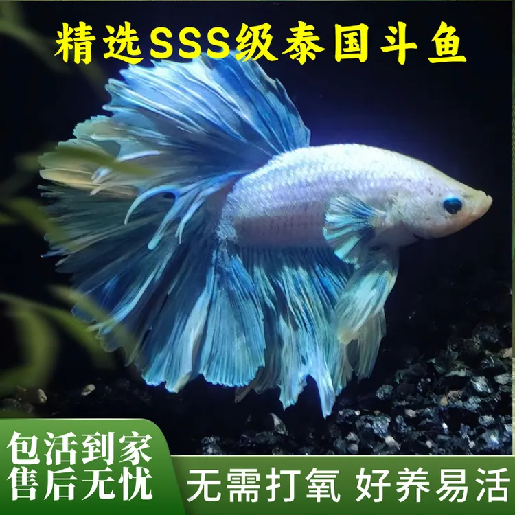 仙女款纯白半月超美斗鱼易活养鱼小型热带观赏鱼好养耐活泰国