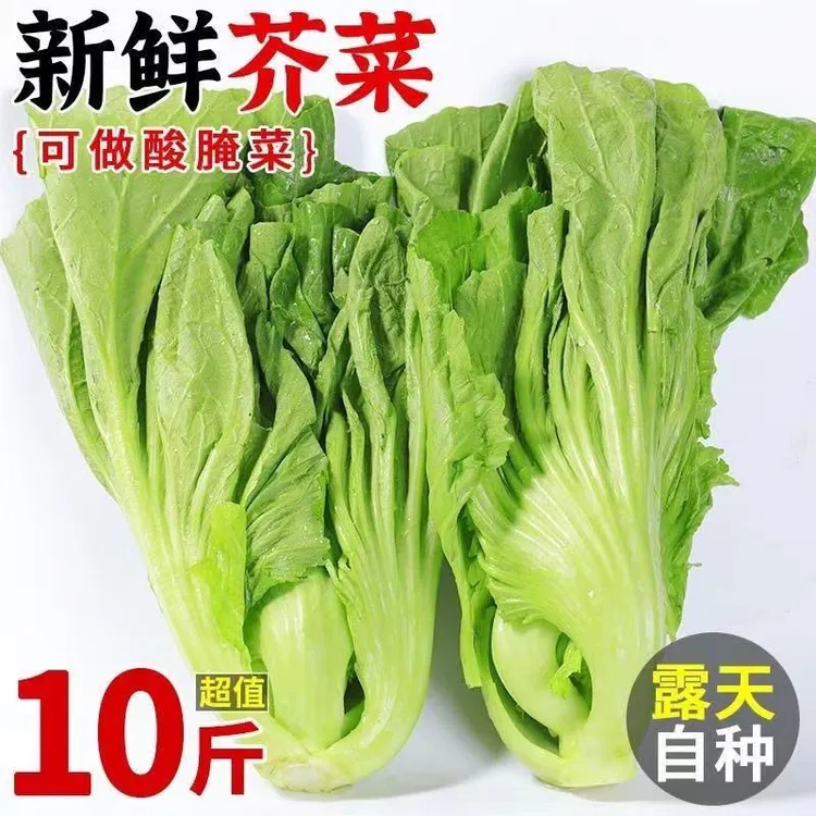贵州新鲜青菜包心芥菜盖菜苦菜当季新鲜蔬菜可做酸菜泡菜泡沫箱装