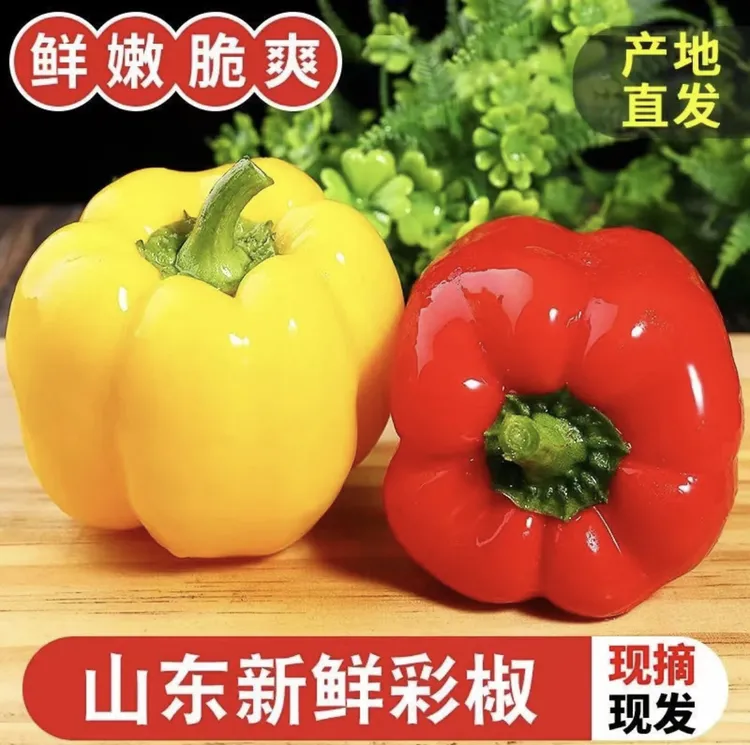 《山东五彩椒》圆椒五彩椒柿子椒辣椒灯笼椒红黄椒水果甜椒蔬菜
