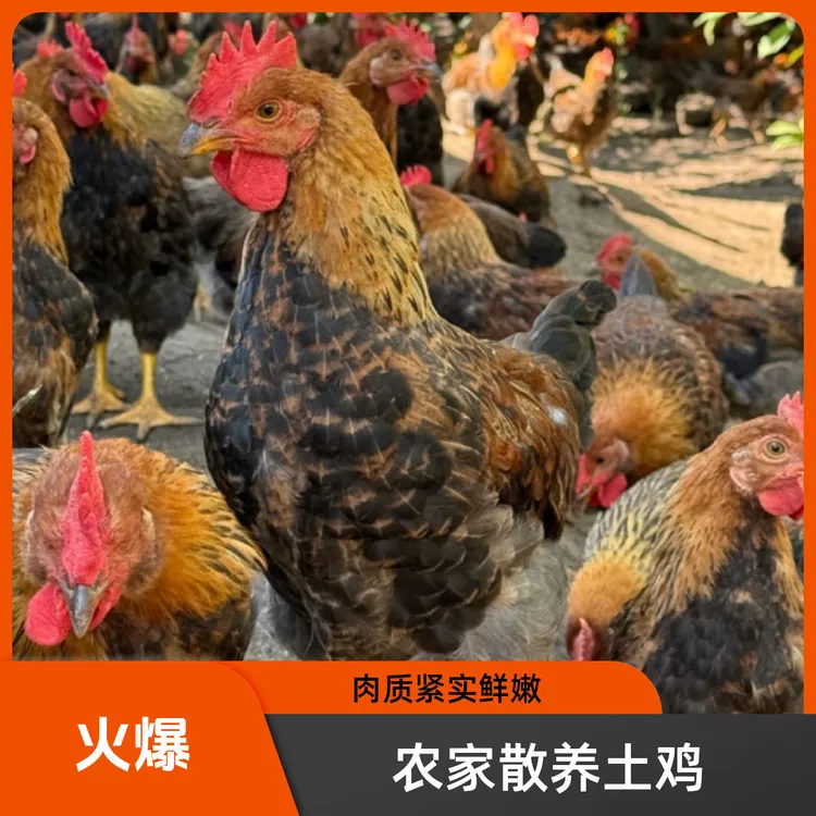 东北农村散养小笨鸡4斤-4.5斤