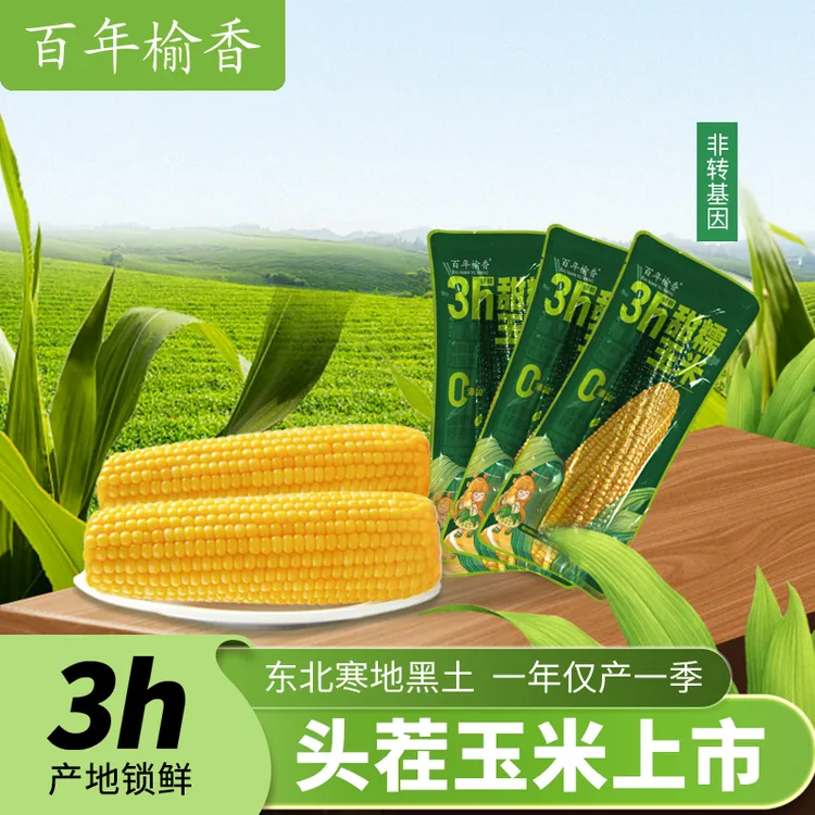 【浩小浩】25年头茬百年榆香优质新鲜粘玉米香甜拉丝真空装240g/支T