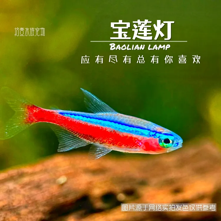 宝莲灯鱼活体热带鱼观赏鱼草缸群游鱼灯科鱼渔场热带鱼观赏鱼
