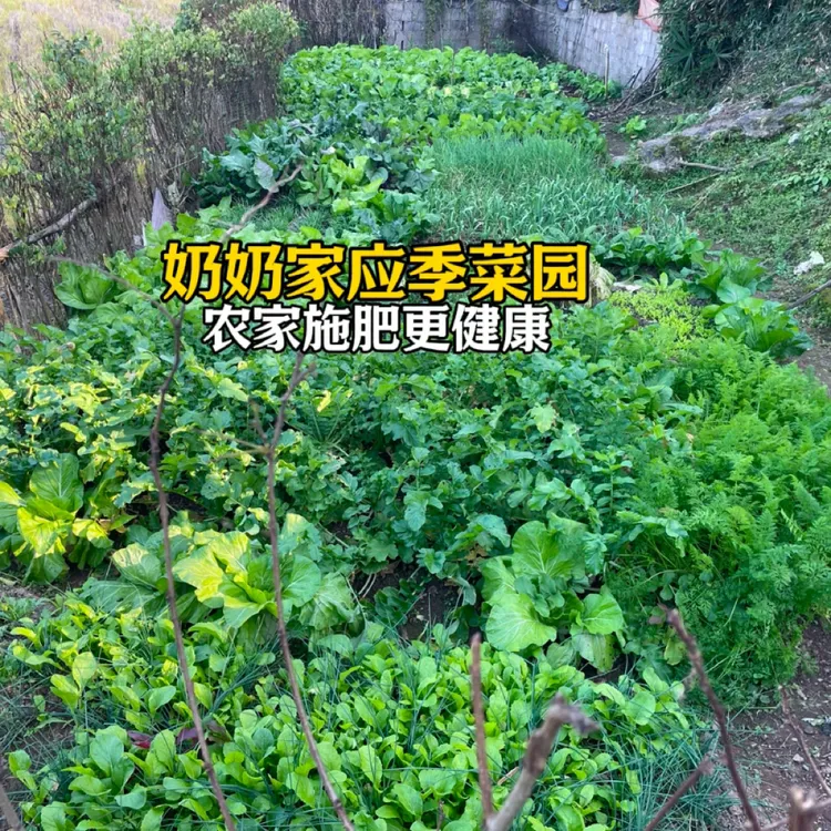 奶奶家的菜园农家肥种植农产品蔬菜 新鲜现摘发货