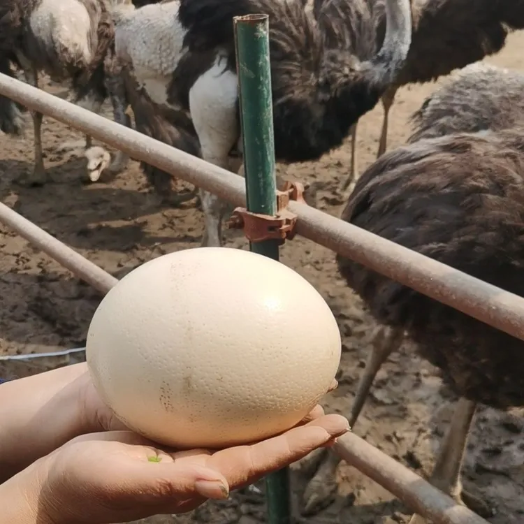 新鲜鸵鸟蛋 现捡现发 适合送礼 农场直发
