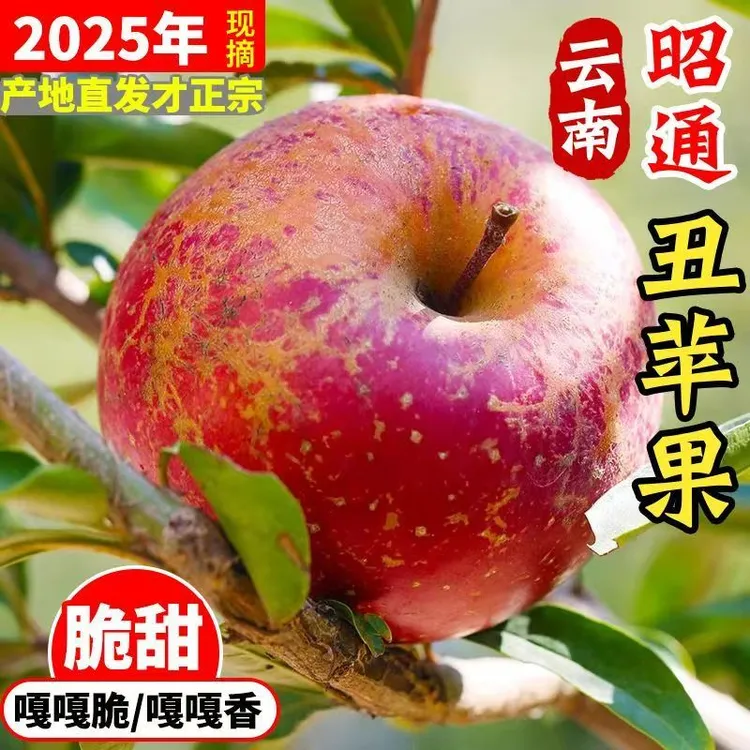 现摘现发2025年云南昭通丑苹果头茬新果新鲜脆甜苹果