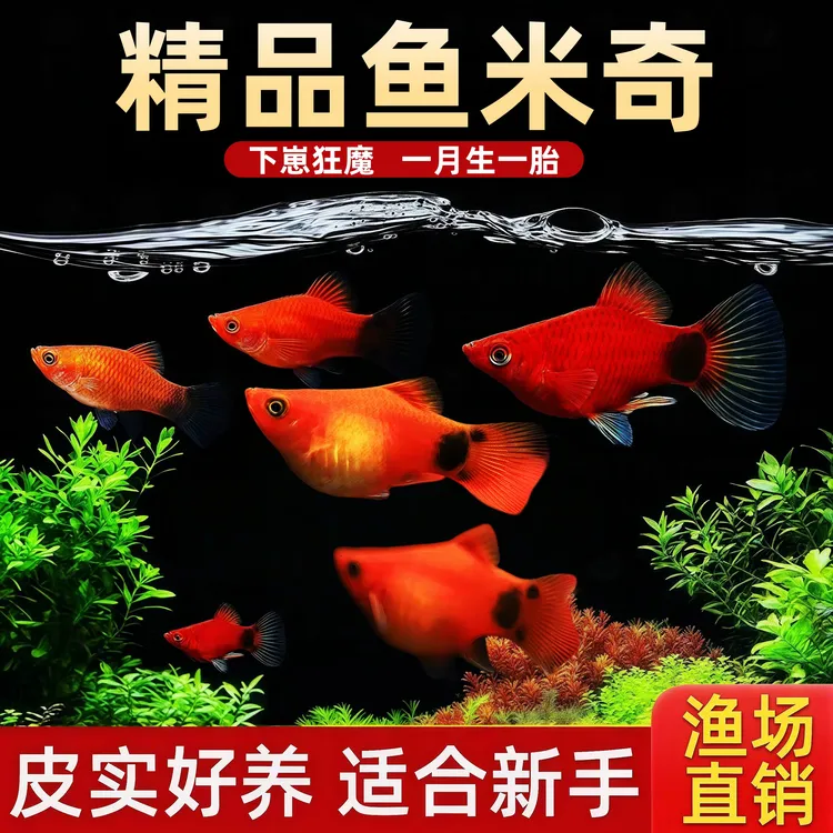 米奇鱼胎生鱼月光鱼小鱼观赏鱼苗淡水小型热带好养耐活适合新手