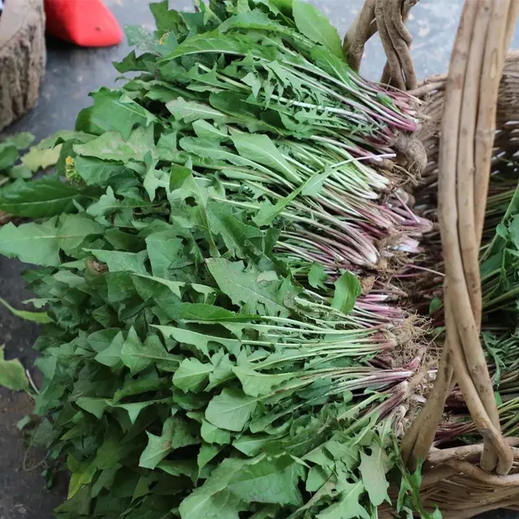 【空运包邮】辽宁野生婆婆丁蒲公英新鲜人工挖山野菜农家菜