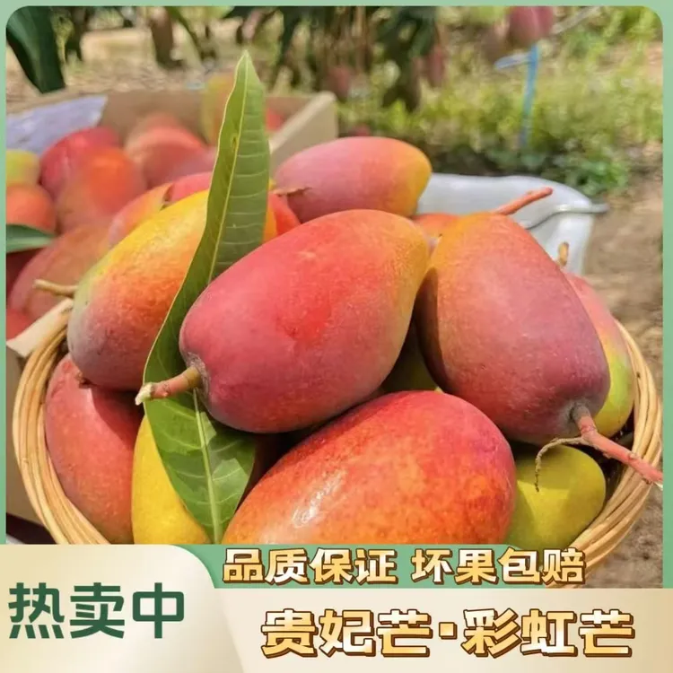 【发申通】广西百色贵妃芒果 新鲜水果香甜多汁 5斤/9斤装 坏果包赔