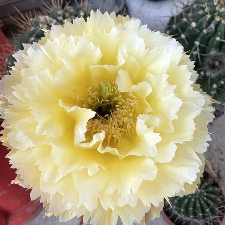 凤羽10号3公分侧芽