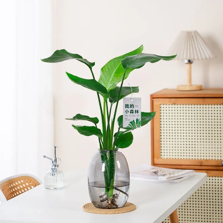 水培天堂鸟【50-60公分】室内绿植四季常青净化空气好养易活