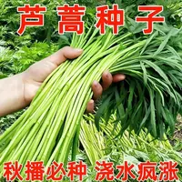 【满5包/包邮】春夏种植芦蒿种子特产芦蒿种子柳蒿黎蒿菜泥蒿苔种