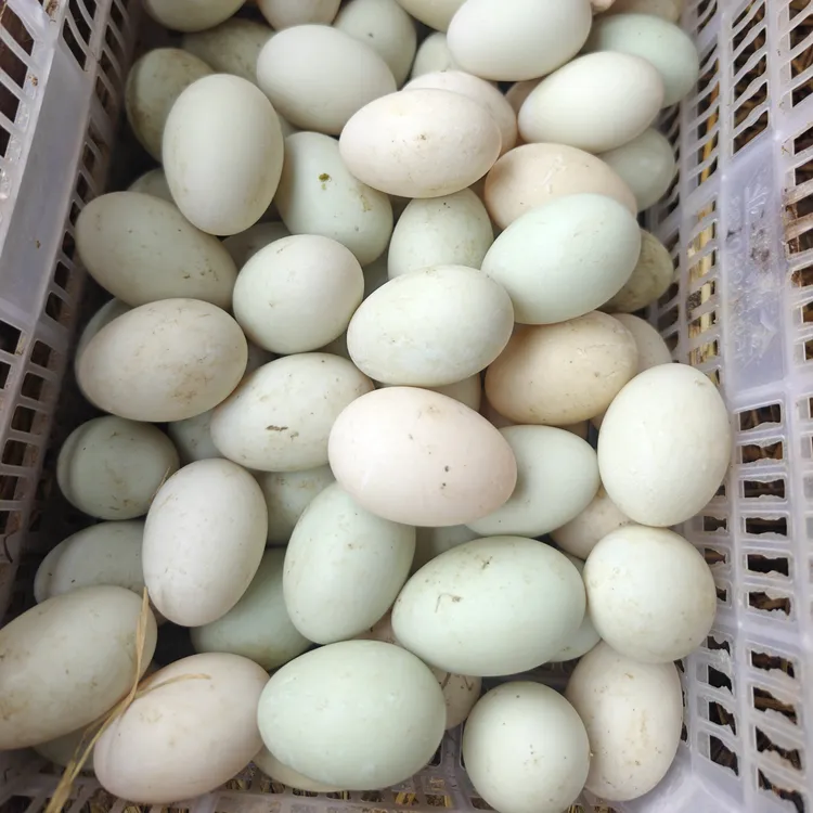 果果家新鲜鸭蛋土鸭蛋上海本地散养鸭蛋