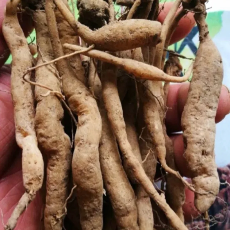 蛟哥优品 永嘉高山菜头肾