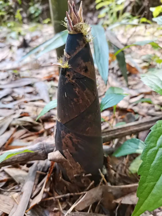 浙江临安春笋笋产地直发泡沫箱冰袋保鲜