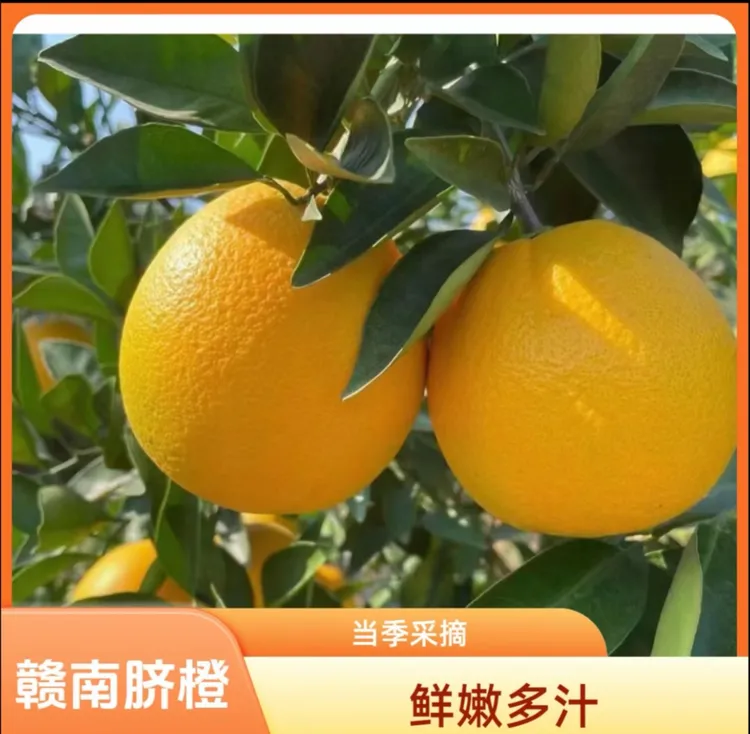 正宗赣南脐橙寻乌脐橙自家果园现摘新鲜水果5斤9斤