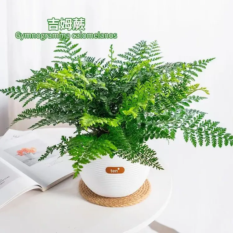 吉姆蕨网红植物盆栽绿植室内茶室盆景花卉水培蕨类观叶好养盆栽花