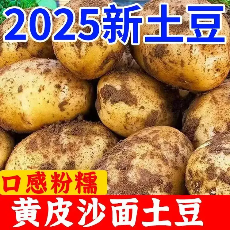 农家土豆产地直发内蒙古地瓜蔬菜黄皮新鲜沙土豆糯沙马铃薯新鲜