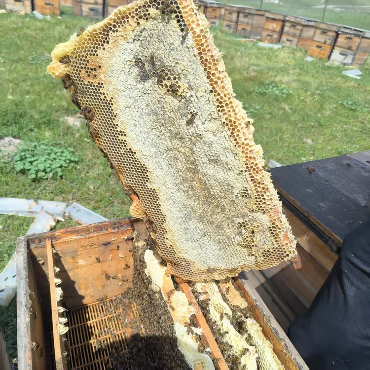 新疆黑蜂蜂蜜封盖原蜜