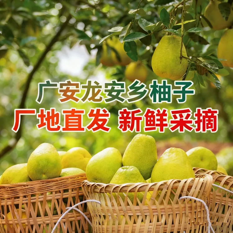 【广安正宗龙安柚】红心柚10年以上老树柚子新鲜现摘现发低糖卡水果