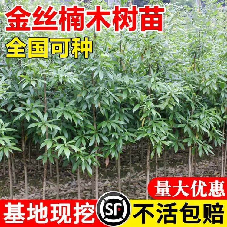 金丝楠木树苗南北方种植大树正宗十大庭院名贵小叶桢楠木树苗盆栽