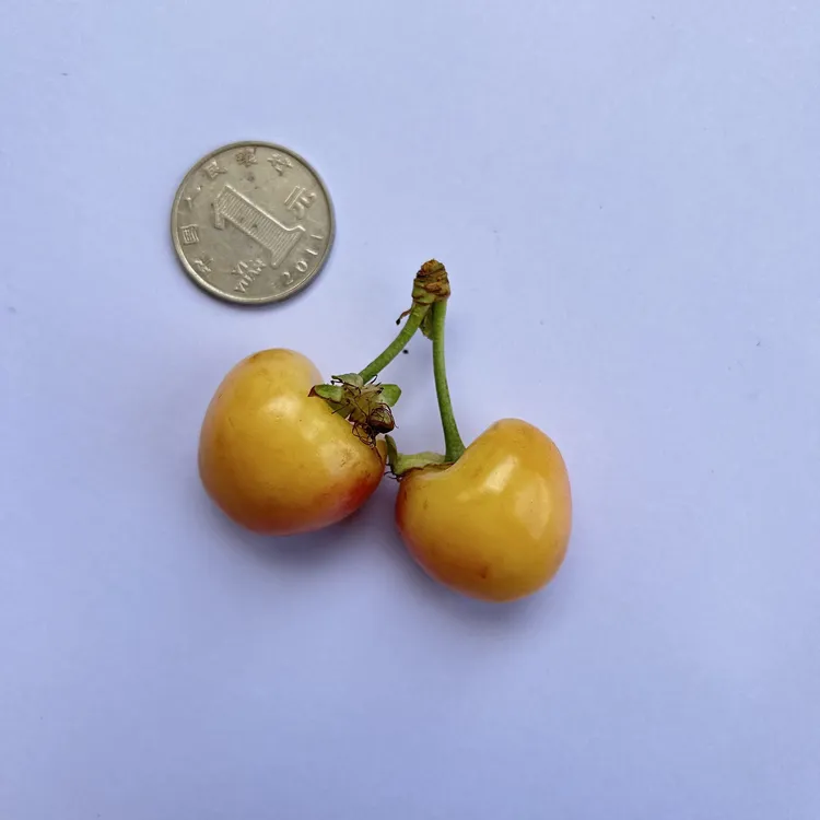 斯凯拉雷车厘子果树树苗贵州老表基地直发包对版