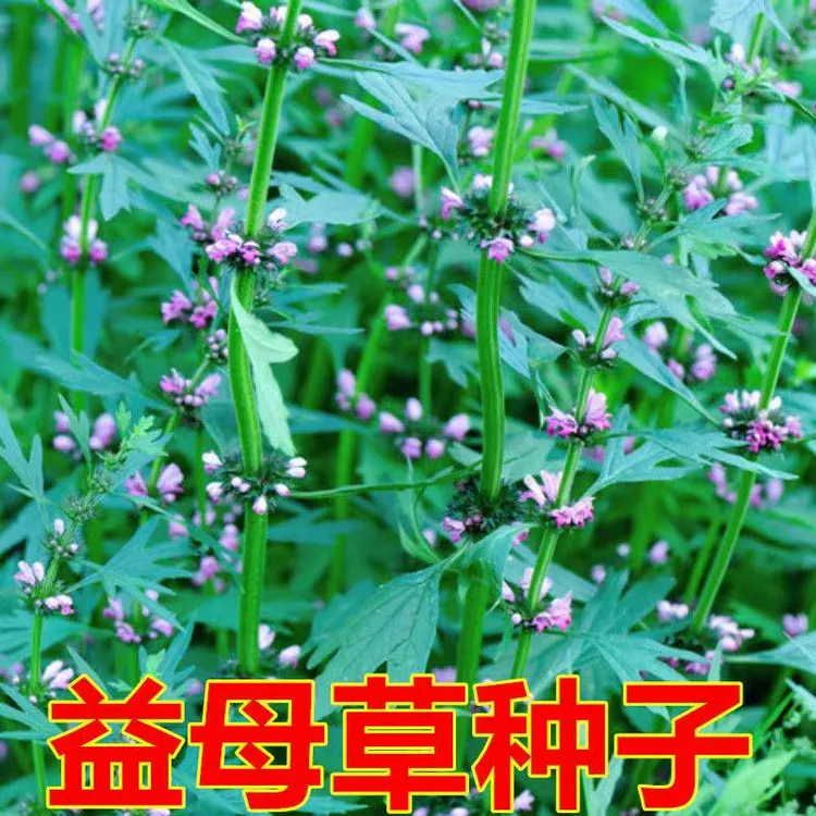 【益母草种子】四季种植盆栽地栽阳台小院种植