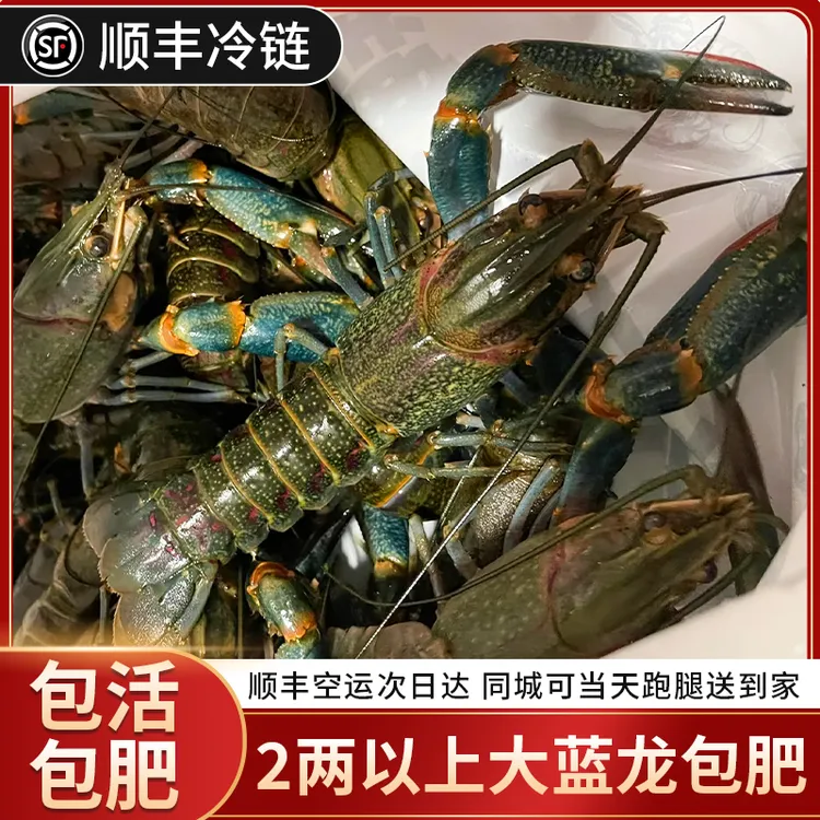 5斤包邮【活虾顺丰空运】超大鲜活澳洲淡水蓝龙虾澳龙，包肥包新鲜