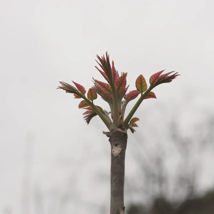 秦岭腹地高山露天大树头茬香椿嫩芽