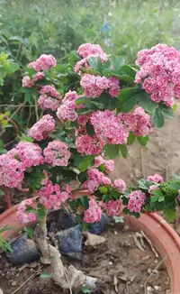 （英国红保罗）小叶红花红果耐寒盆栽