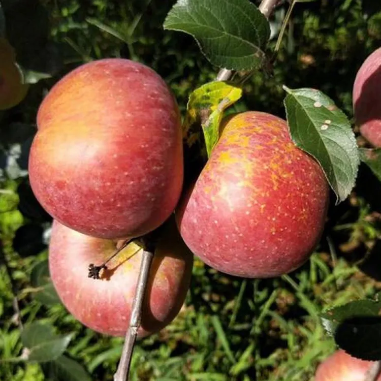 贵州高山生态小苹果（物理防虫）